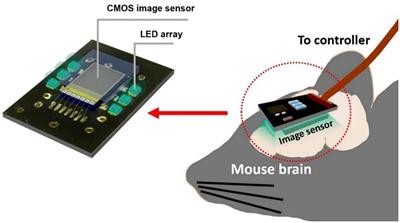 Self-Reset Image Sensor With a Signal-to-Noise Ratio Over 70 dB and Its Application to Brain Surface Imaging